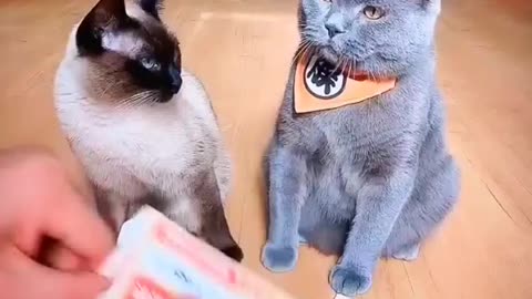 Cat funny video