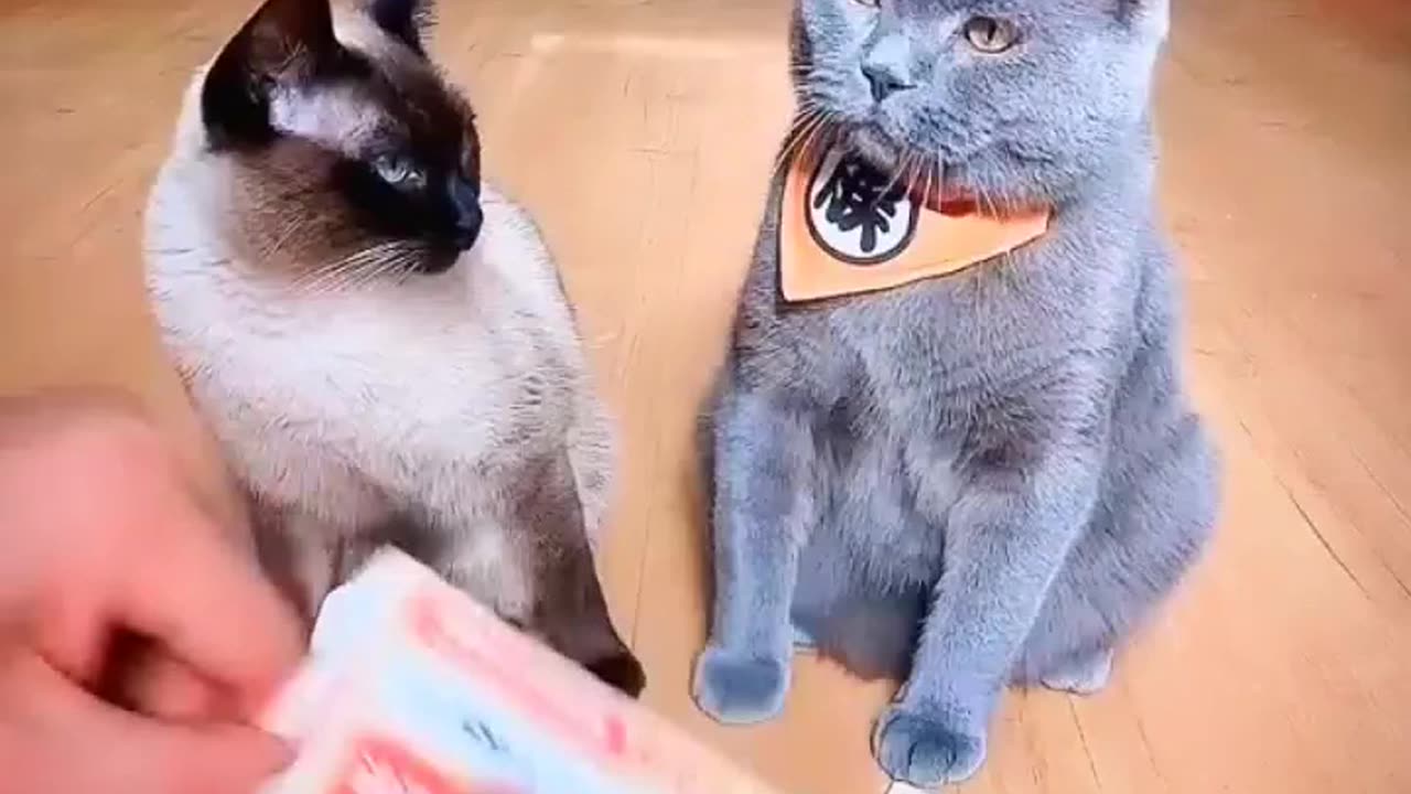 Cat funny video