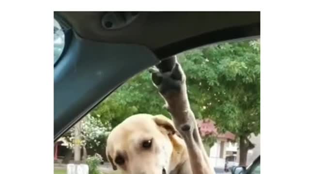 Dog Emotional video