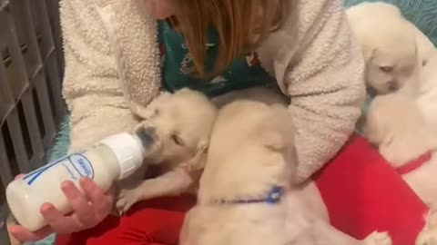 Bottle feeding the puppies