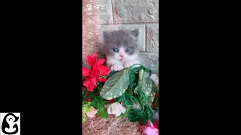 CUTEST KITTEN COMPILATION EVER! ADORABLE BABY CAT VIDEOS