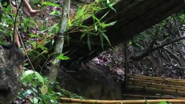 This is how you can help to survive alone in the forest:
