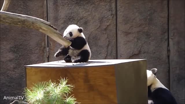 Cute Baby Pandas Playing - TRY NOT TO LAUGH!