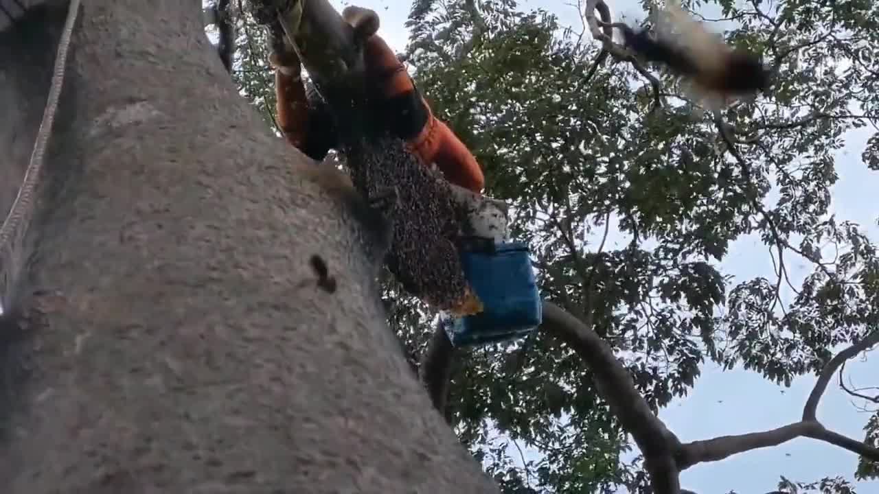 Climbing such a high tree to gather honey
