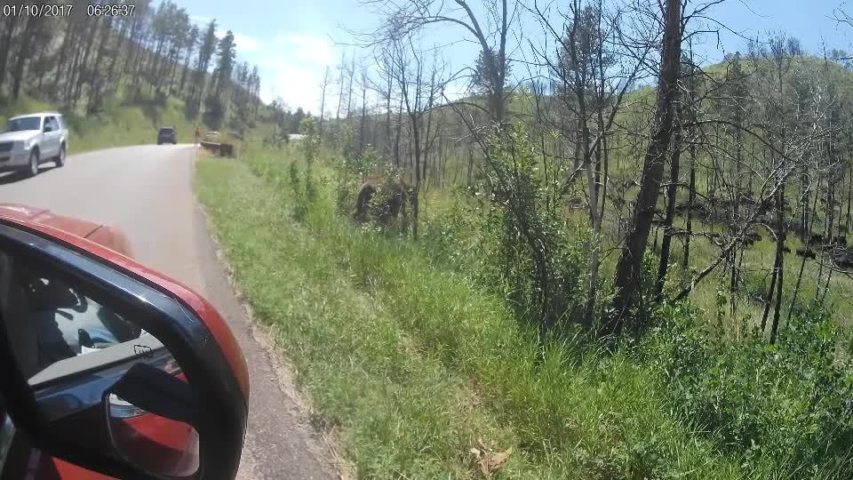 Buffalo stampede in Custer State Park