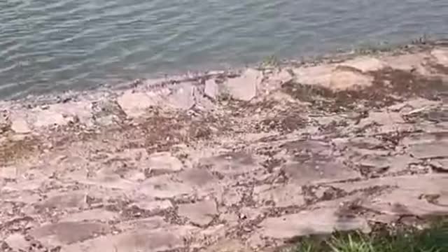 There must be a lot of fish in this lake