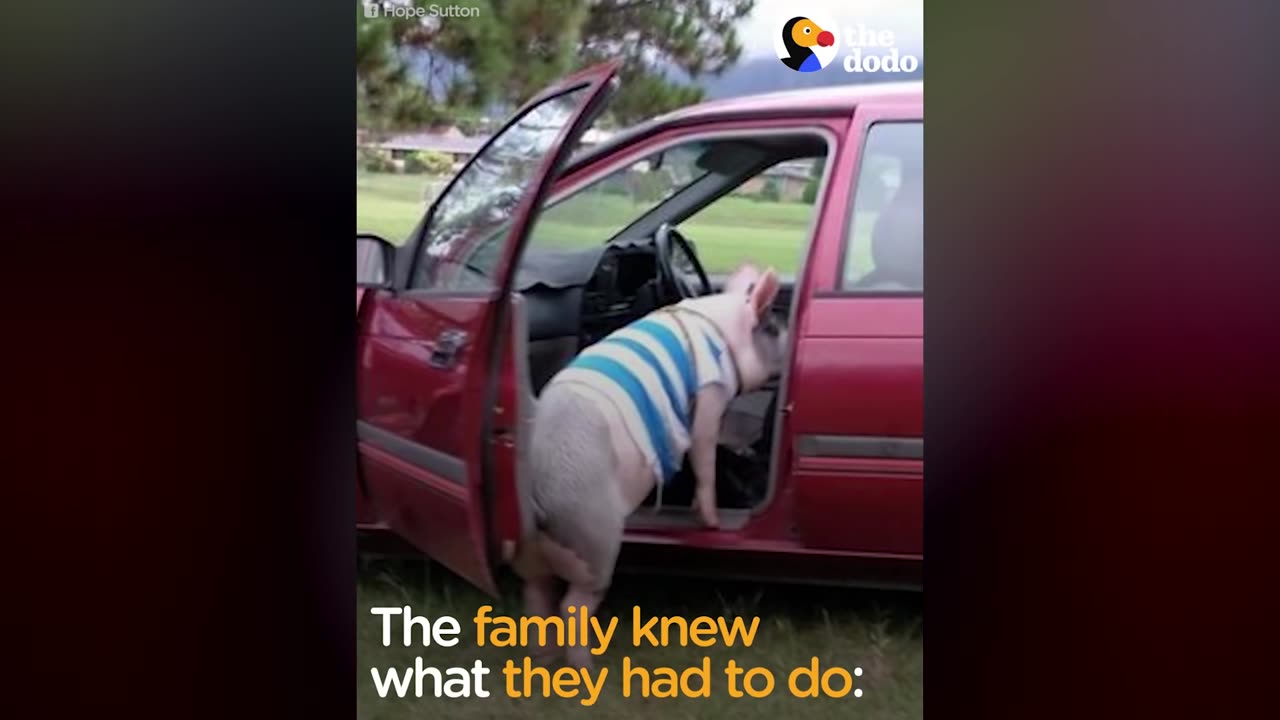 Family Moves So They Can Keep Their Pig