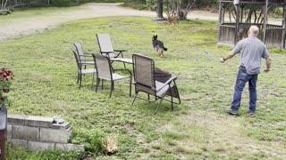 Deer Curious About Fetching Dog