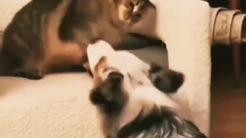 Cat funny videos 😅🤣