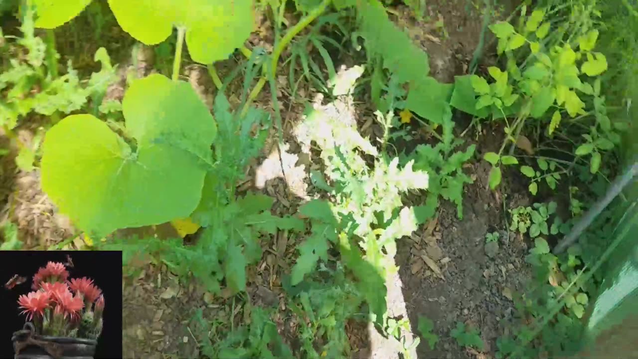 Green House Update