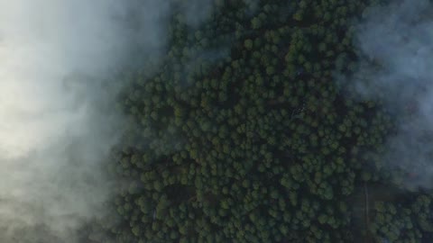 View above the clouds that cover a large forest