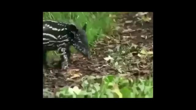 strange baby elephant