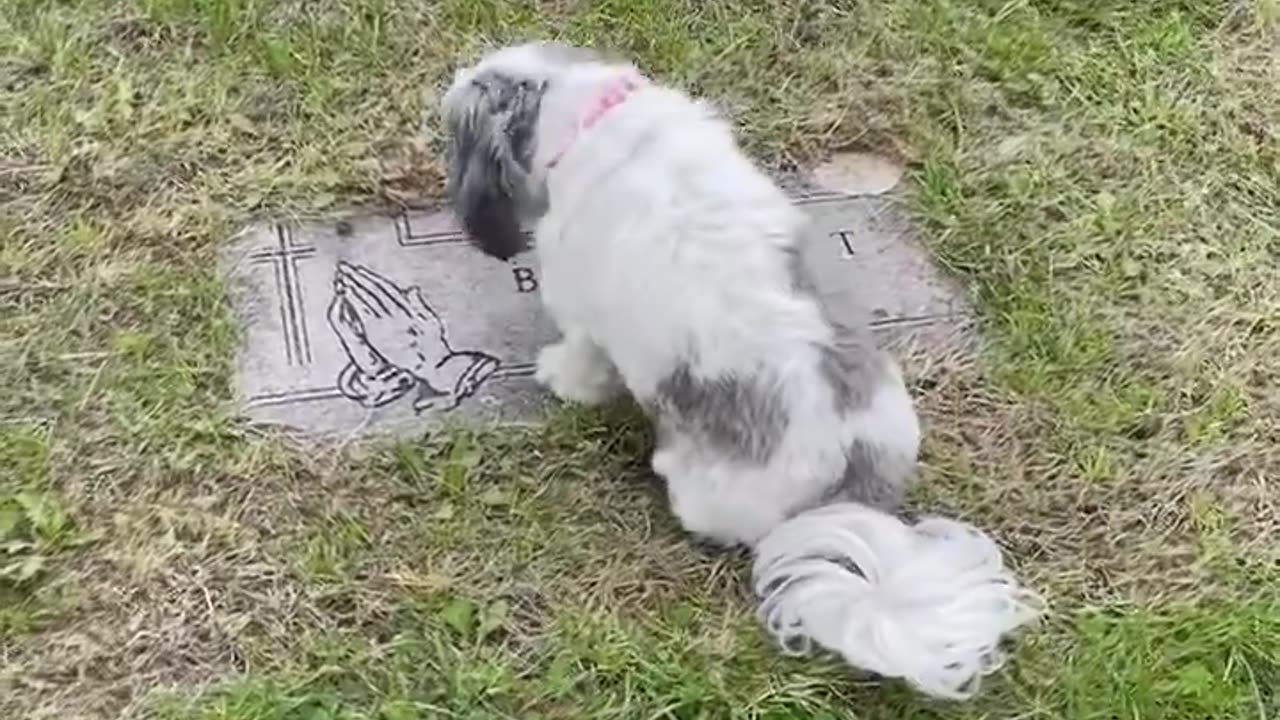 Desi rests on Mom's grave exclusively for the 2nd time.