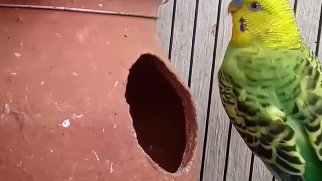 🐥love birds sound 🐥(◍•ᴗ•◍)❤#budgies #shorts