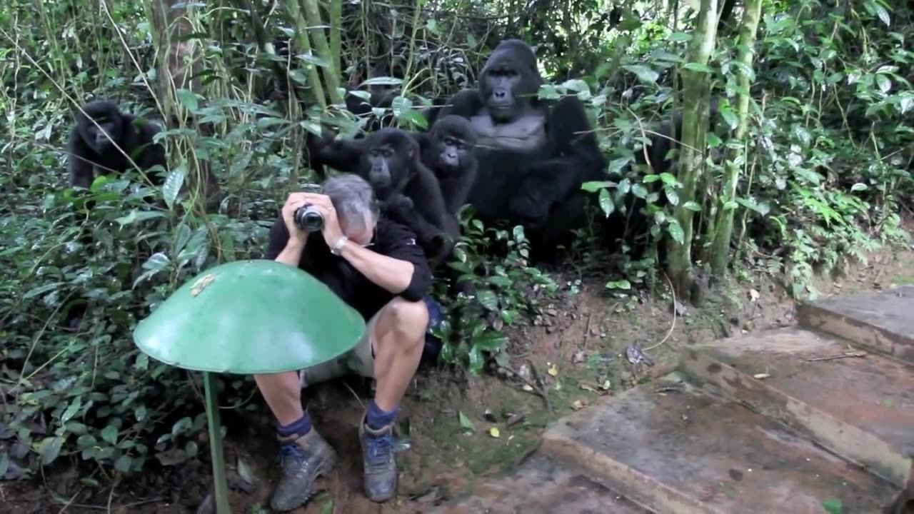 Touched by a Wild Mountain Gorilla