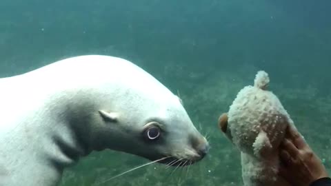 Sea Lion Mesmerized By Kid's Teddy Bear