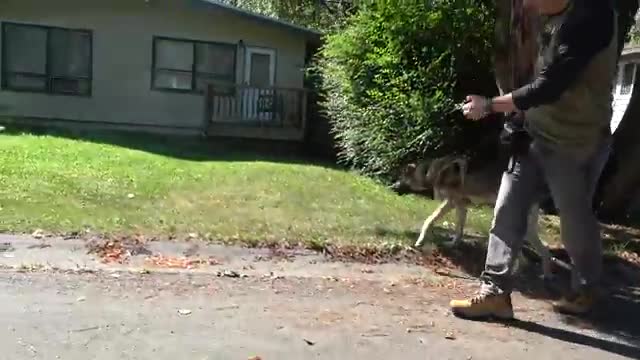 The most realistic leash training lesson for severe