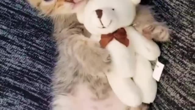 Cute cat tries to take a nap, how cute!!!