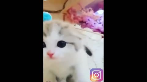 Funny cat daily