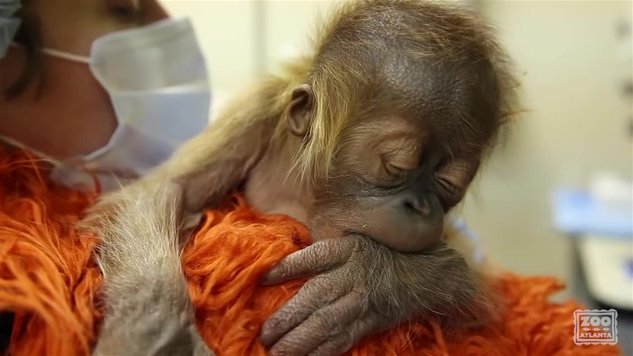 Caring for a newborn orangutan baby