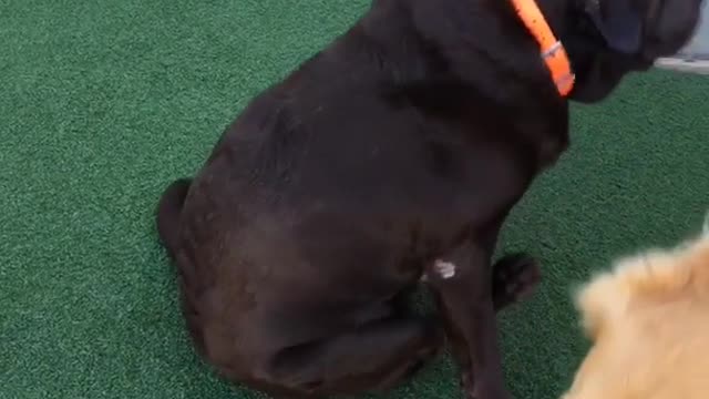 Dog sitting on turf and spinning around in circles