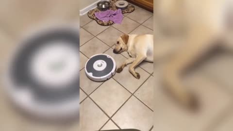 lazy dog with fun