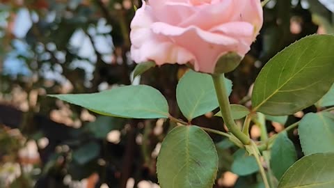 Pink rose