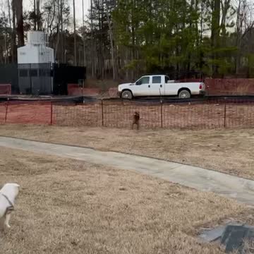 Bulldog Runs Full Speed Into A Fence Trying To Chase A Squirrel