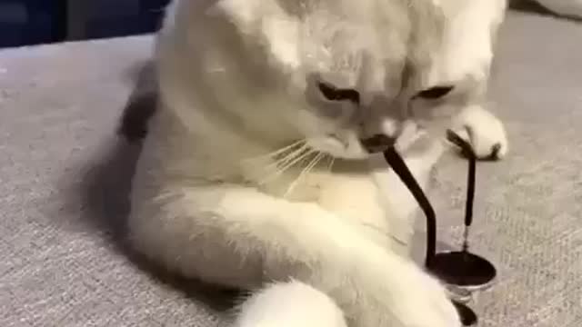 Sweet cat in action