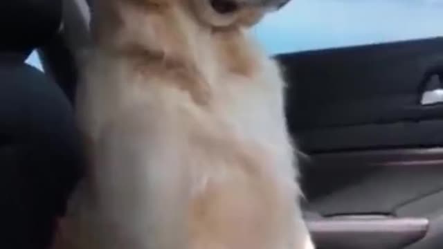 8 Minutes of the Cutest Doggos on Tik Tok _ Funny Dogs Compilation