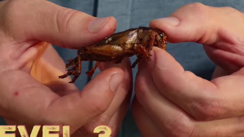 Why Are People Still Eating Bugs Today?