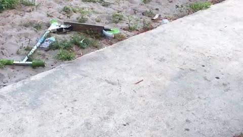 🐕 dog plays soccer