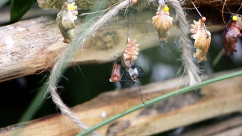 SO INCREDIBLE....larva hatching to adult.....