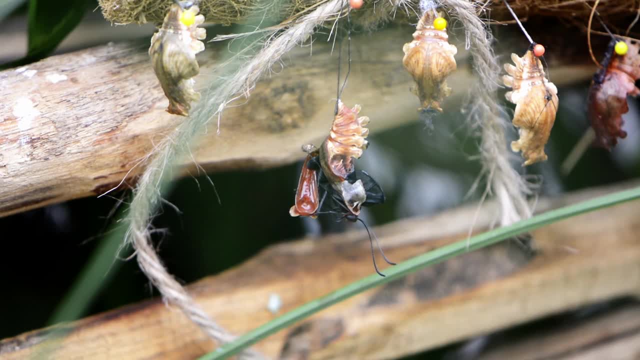 SO INCREDIBLE....larva hatching to adult.....