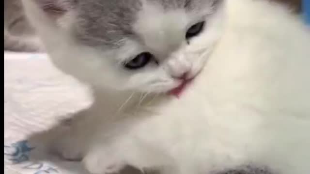 a cute cat