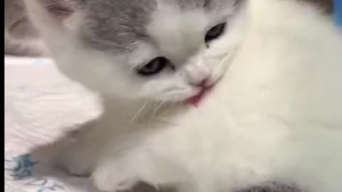 a cute cat