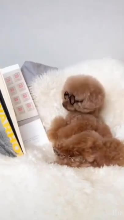 Funny dogs video, viral dogs video