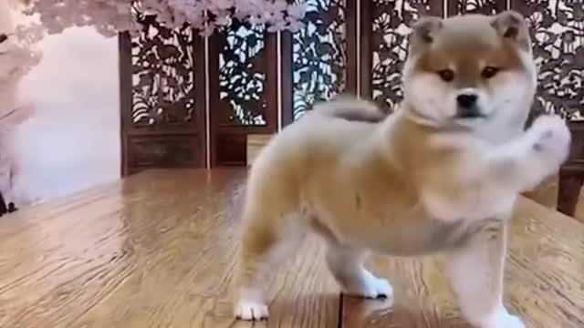 Cute dog with funny videos