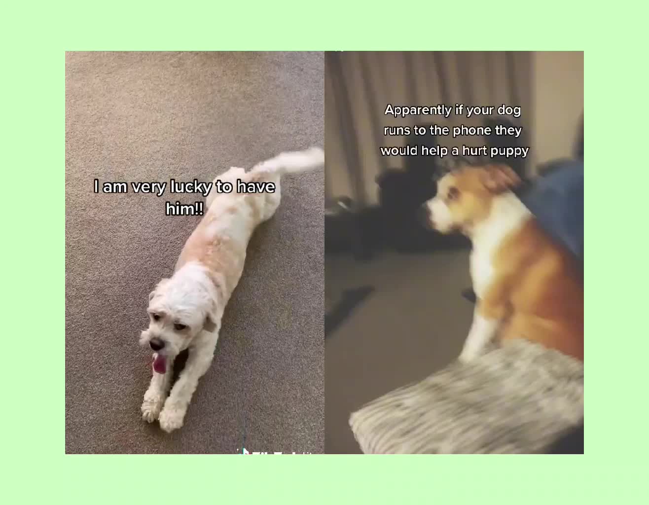 Dogs