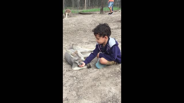 A child in the garden gives food to kangaroos