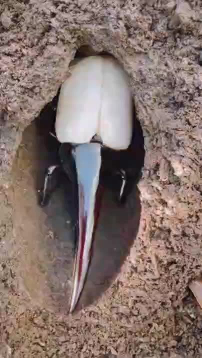 Hercules beetle- the strongest on the planet!