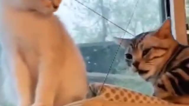 Watch what this crazy cat did...