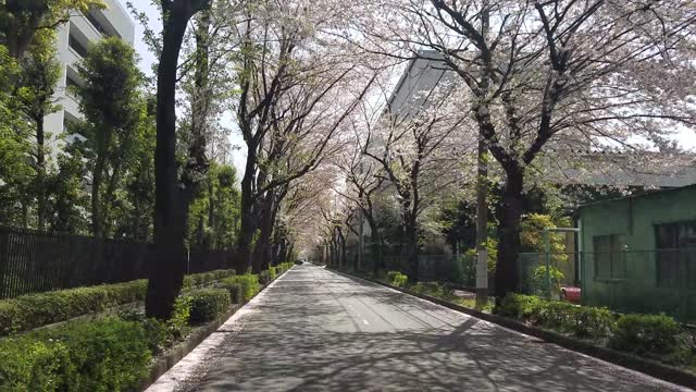 Sakura Flowers bloomed3