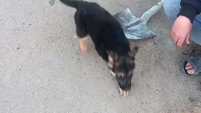 Funny Small Cute dog