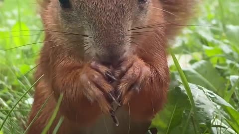 A squirrel Mukbang