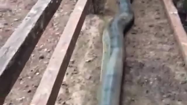 Anaconda attacks cow in fram