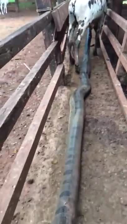 Anaconda attacks cow in fram