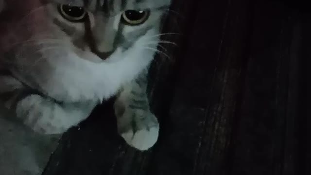 A tabby cat is waiting for its owner