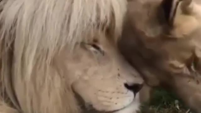 Lion Love