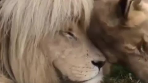 Lion Love